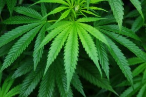 大麻的活性成分,或能逆轉大腦老化的記憶力缺失。(圖翻攝自網路)