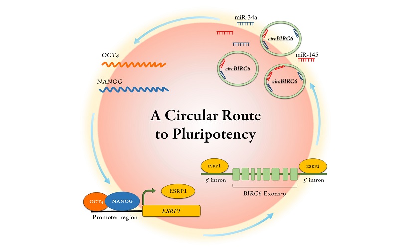 圖說:NANOG、OCT4首先與RNA剪接因子(ESRP1)共同調控特定環形RNA(circBIRC6)的表現量(圖片下方),而circBIRC6則會透過調節微小RNAs(miR-34a及miR-145)來促進NANOG及OCT4基因表現,進而維持胚胎幹細胞的多能性(圖片上方)。