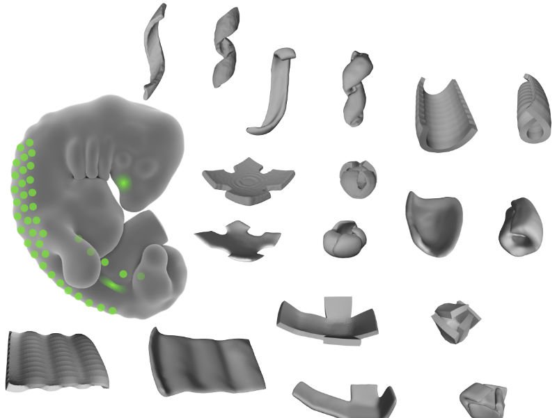 加州大學舊金山分校的科學家使用名為「DNA編程細胞組裝」(DNA-programmed assembly of cells)的技術來創建複雜的組織。
