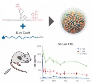 ▲研究顯示,脂質納米粒子遞送Cas9 mRNA和sgRNA導致小鼠肝臟中運甲狀腺素蛋白水準降低97%,並且至少維持12個月。(圖片來源:《Cell Reports》)