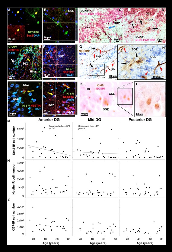 圖片來源:《Cell Stem Cell》