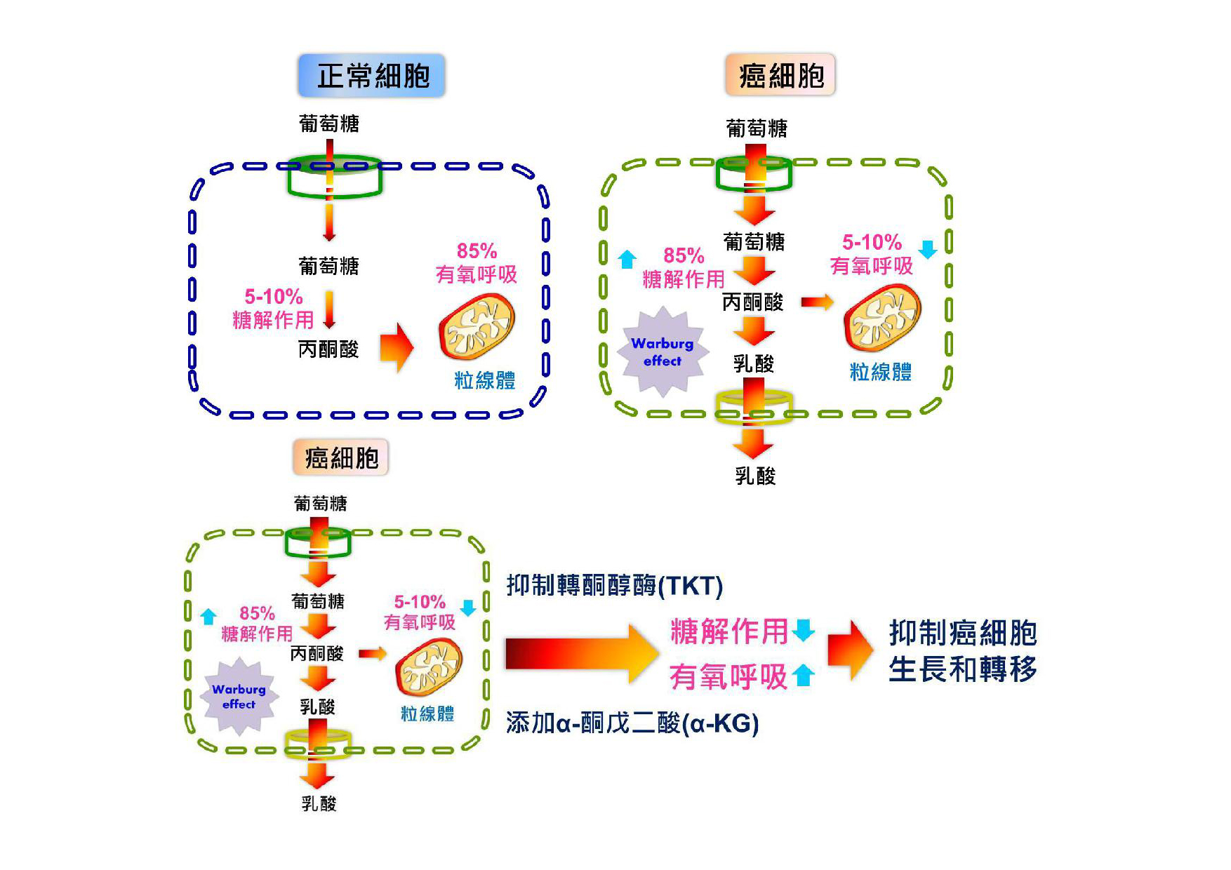 研究機制簡圖_定稿-070618