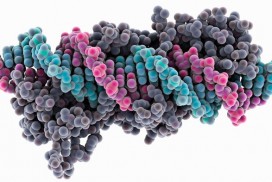 Meganucleases were used to disable a gene in the livers of rhesus macaques.