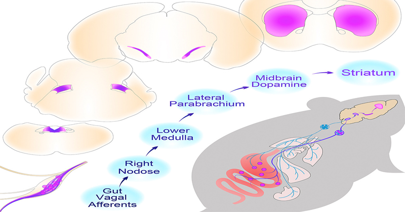 《Cell》腸道迷走神經可刺激大腦 改善進食障礙!?(圖片來源: ARTICLE|ONLINE NOW A Neural Circuit for Gut-Induced Reward)