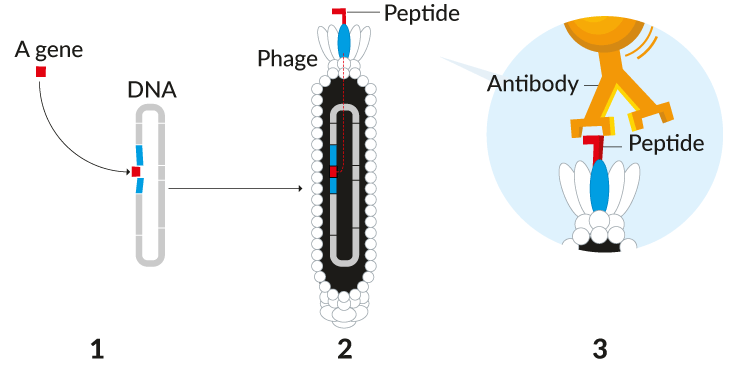 George Smith的嗜菌體表達技術可以用來尋找生物分子。(1)首先科學家將基因鑲入嗜菌體的遺傳物質(圖中鑲入的是peptide) (2)製造出在表面表達有蛋白的嗜菌體 (3)再利用抗體或分子釣出可以正確結合的嗜菌體。 (圖片來源: ScienceNews)