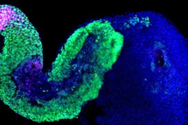 生長七天的gastruloids,與胚胎的發育非常相似 (圖片來源: Science)