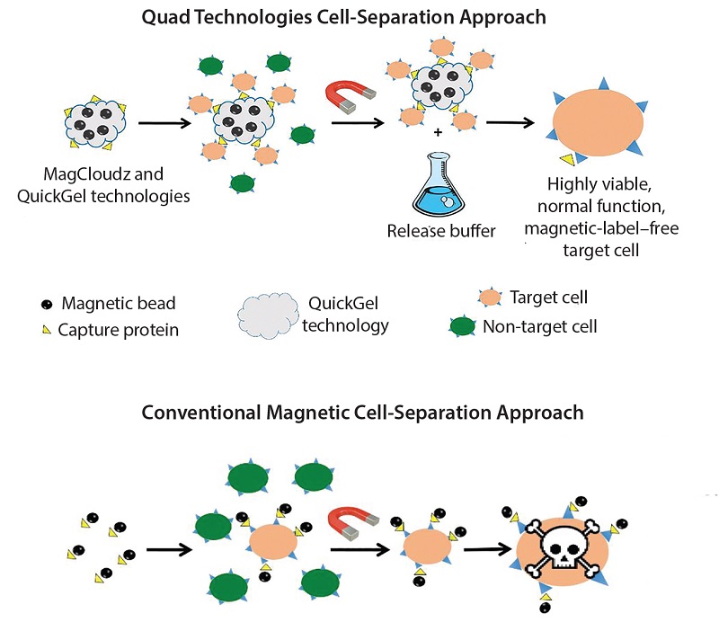 MagCloudz細胞分離,使用磁性粒子作為QuickGel技術的載體。(圖片來源:Quad Technologies)