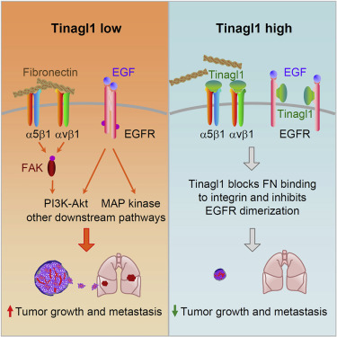 透過Tinagl1阻斷整合素(Integrin)/FAK和EGFR這兩種途徑,使癌症逃避治療的補償機制被抑制。(圖片來源:Cancer Cell)