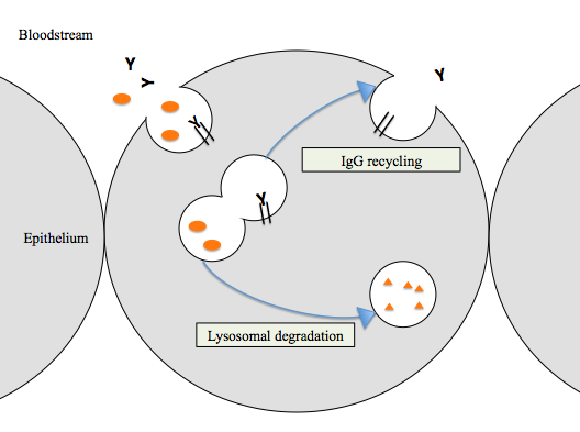 FcRn會與攝入的免疫球蛋白IgG結合,避免IgG遭到溶酶體(lysosome)破壞 (圖片來源: wiki)