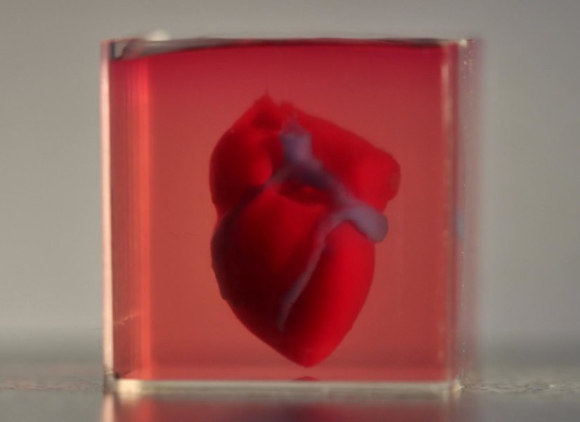 兔子心臟大小的3D列印心臟 (圖片來源: sciencedaily)