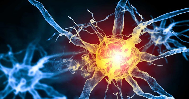 《Science》感官器官新發現!?許旺細胞構成 可感知疼痛(圖片來源:網路)