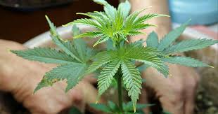 Exploring the Fascinating World of Orange Weed