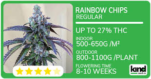 Exploring the Fascinating World of Orange Weed