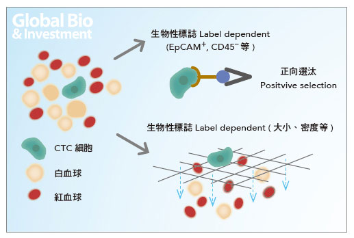 CTC篩檢可透過特定的濾膜,或對CTC本身之抗原抗體的識別等方式篩查。