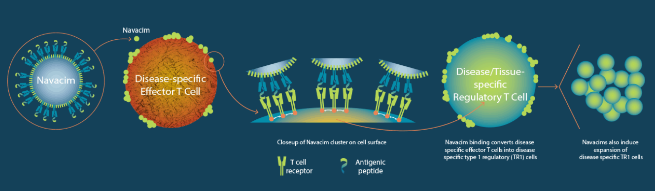 Navacim的免疫運作機制示意圖。(圖片來源: Parvus Therapeutics)