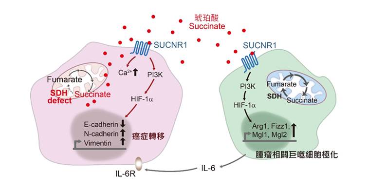 腫瘤分泌的琥珀酸活化SUCNR1及下游PI3K/HIF-1alpha途徑傳遞信號,增進癌細胞的轉移與侵襲以及將免疫巨噬細胞極化成腫瘤相關巨噬細胞,進而促進腫瘤轉移。(圖片來源: 國衛院提供)
