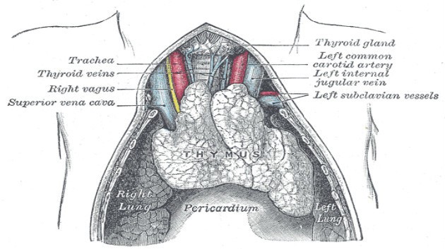 《Science》全球首個胸腺細胞圖譜定序完成 (圖片來源:Wikipedia Commons)