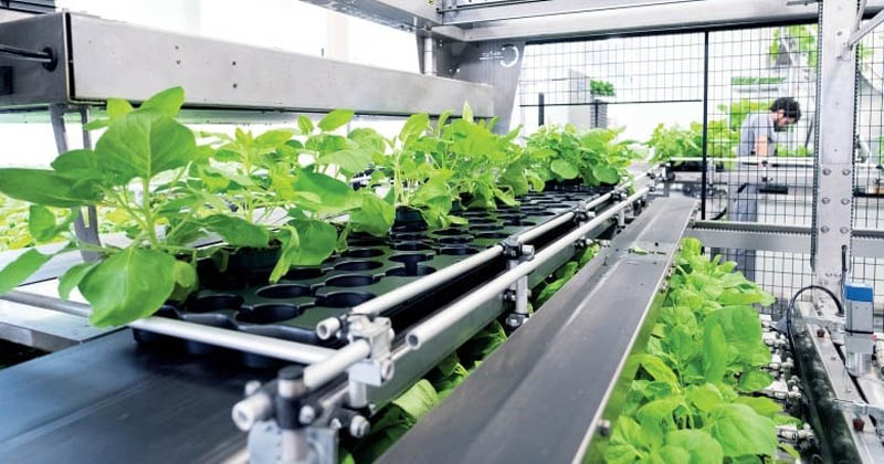 田邊三菱製藥子公司Medicago 以植物平台開發新冠肺炎疫苗(圖片來源:Medicago)