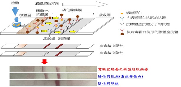 新型冠狀病毒快篩試劑雛型:當滴入檢體後,測試線與對照線皆會顯現,也就是呈現二條線時判定為陽性;如果只有呈現一條線(對照線)時,則判定為陰性。(圖為國衛院提供)