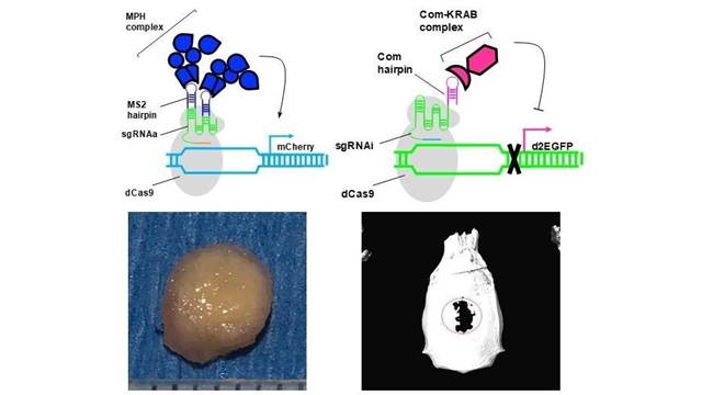 新型CRISPR-AI雙向基因調控系統示意圖。(圖片來源: 胡育誠教授提供)