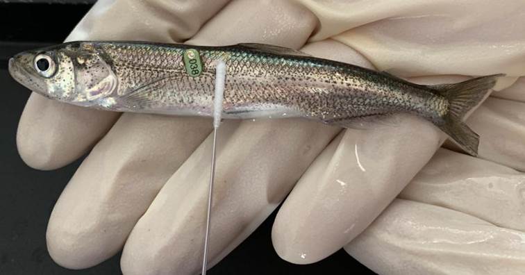 美國SHERLOCK鑑定技術用於加州瀕危魚類「越洋公魚」(delta smelt)保育。(圖片來源/UC Davis)