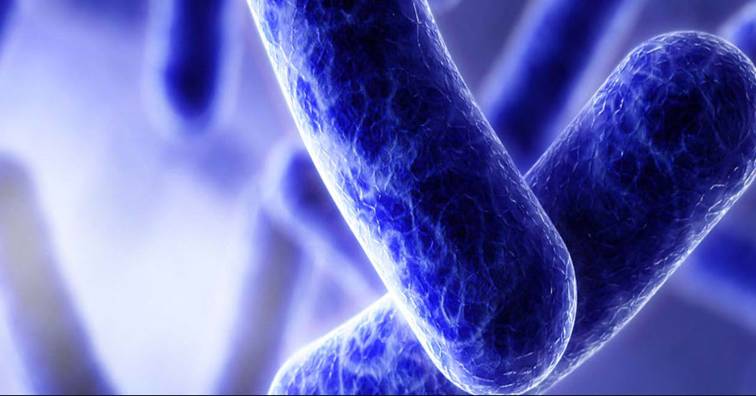 《PNAS》賓大研究:改造版胡蜂毒素 有望成細菌抗藥性新解方 (圖片來源:網路)