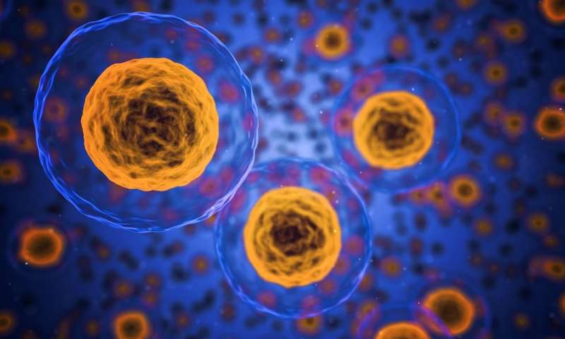《PNAS》:首度揭免疫細胞與DMD、骨骼肌肉損傷關聯(圖片來源:網路)